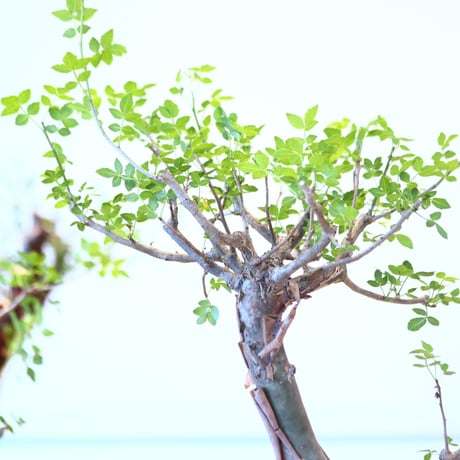 ブルセラ ファガロイデス / Bursera fagaroides   no.62513