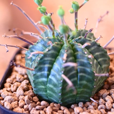 ユーフォルビア  バリダ / Euphorbia valida    no.62528