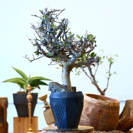 Commiphora wightii ×  N/OH   no.92437