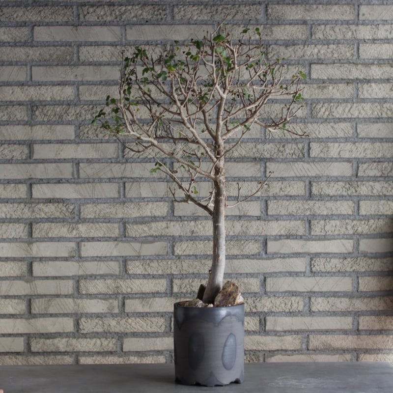 Bursera fagaroides × N/OH (5号) no.510/1 | 芽の巣山