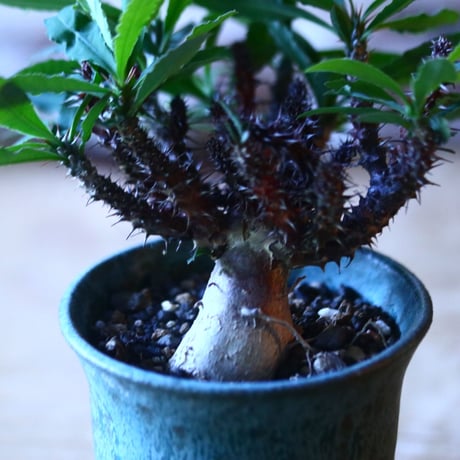 ユーフォルビア   花キリン  Euphorbia milii  no.70529