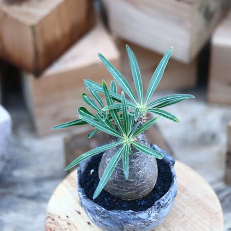 パキポディウム  グラキリス ／Pachypodium  gracilius     no.103171