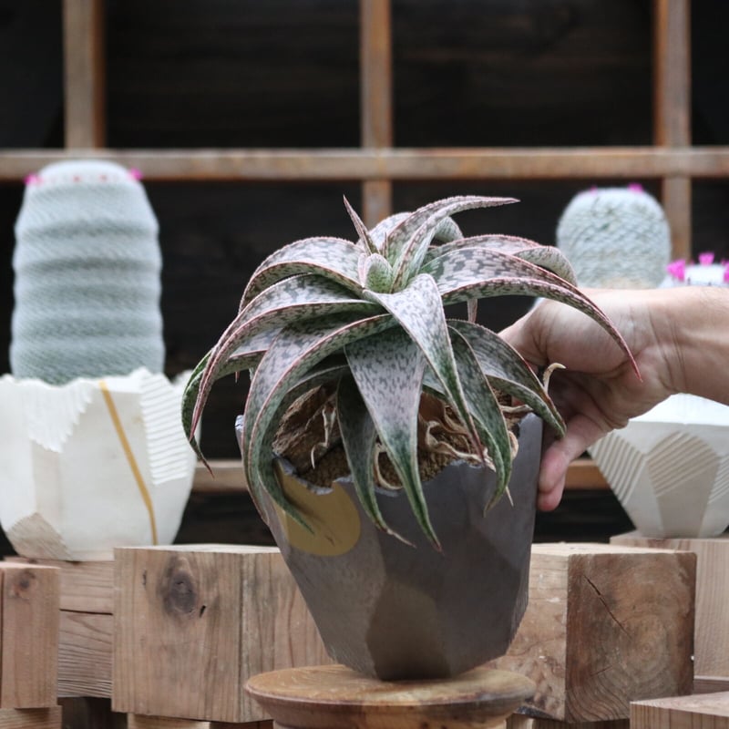 十兵衛×アロエ植物 十兵衛×アロエ植物 【公式通販】