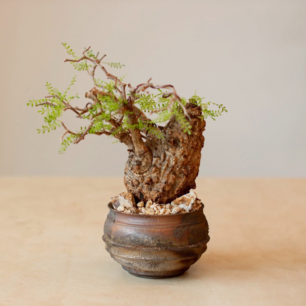 Operculicarya pachypus × takero pot (4号) no.1