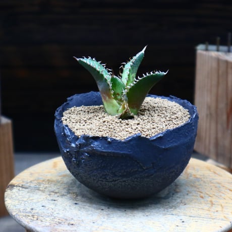 アガベ チタノタ レッドキャットウィールズ レッドキャットウィールズ | STORES