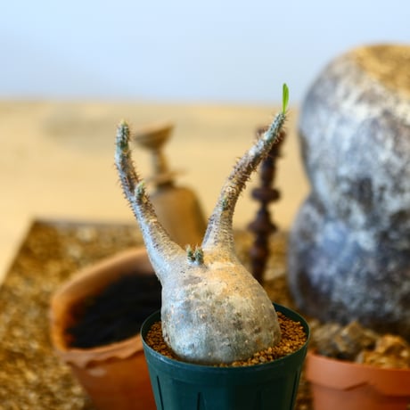 Pachypodium gracilius   no.32411