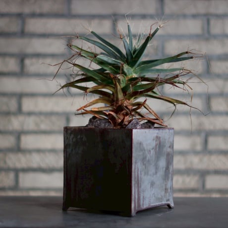 Leuchtenbergia principis × Yuuya Morikawa / PLANETX (5号)  no.830-1
