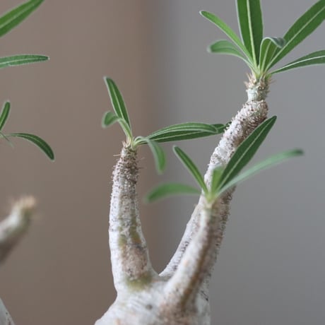 Pachypodium gracilius × N/OH    no.51228