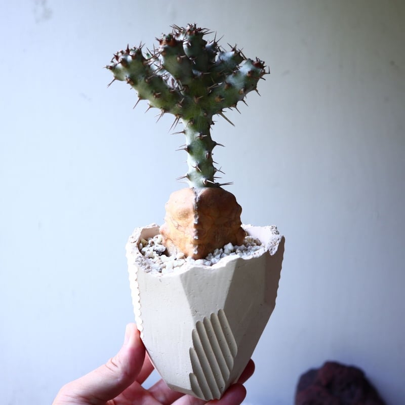 ユーフォルビア ポンデローサ Euphorbia ponderosa no.013 | 芽の巣山