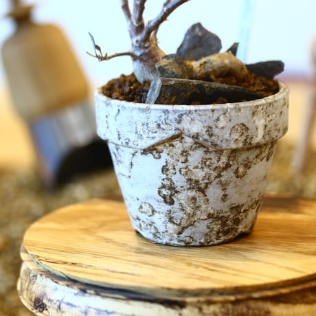 YAMABACHI ver. takero pot × Othonna obtusiloba   no.102230