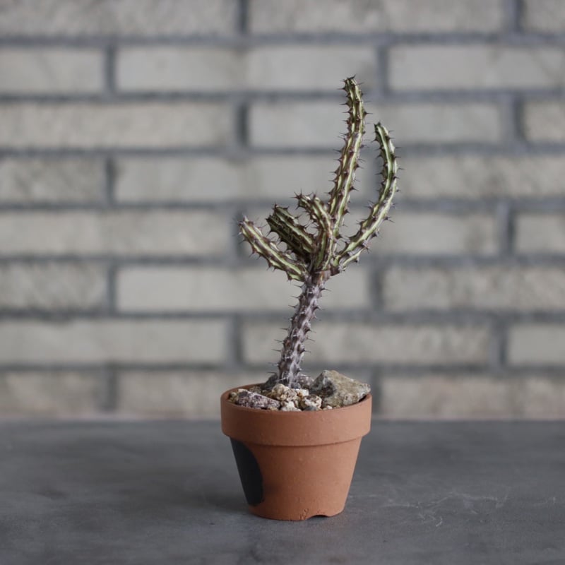 Euphorbia sp.nova Black stripe Red flower Kenya