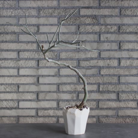 Euphorbia kamponii (カンポニー) / Madaascar / T.W.× N/OH (4号) no.510/4