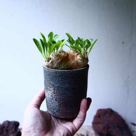パキポディウム  ブレビカウレ  恵比寿笑い   Pachypodium brevicle   no.102728