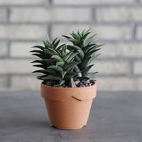 Haworthia 銀沙城錦 × YAMABACHI (3号)  no.614/8