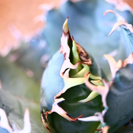 【9/9入荷未発根未活着ベアルート植込み】 Agave titanota White Whale   no.91773