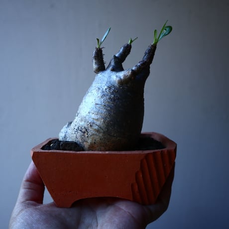 パキポディウム グラキリス   Pachypodium rosulatum var. gracilius no.30105