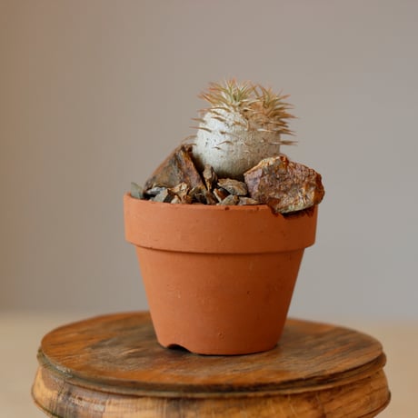 Pachypodium (eburneum×enigmaticum) × YAMABACHI (3号)  no.118/5