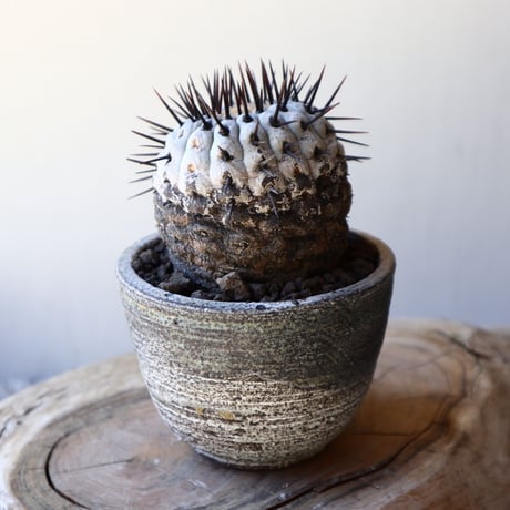 コピアポア 孤竜丸    Copiapoa cinerea var. columna-alba  no.40715