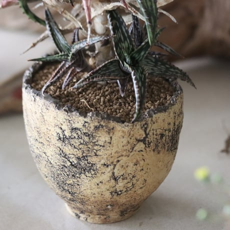 Aloe somaliensis × Kaori Ono / humanity pot   no.63028
