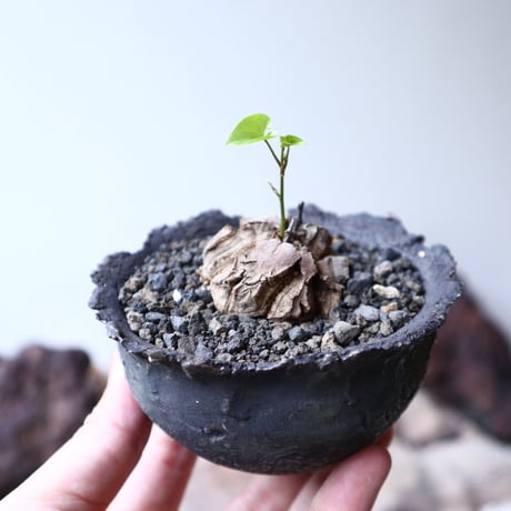 ディオスコレア   亀甲竜    Dioscorea elephantipe     no.91517
