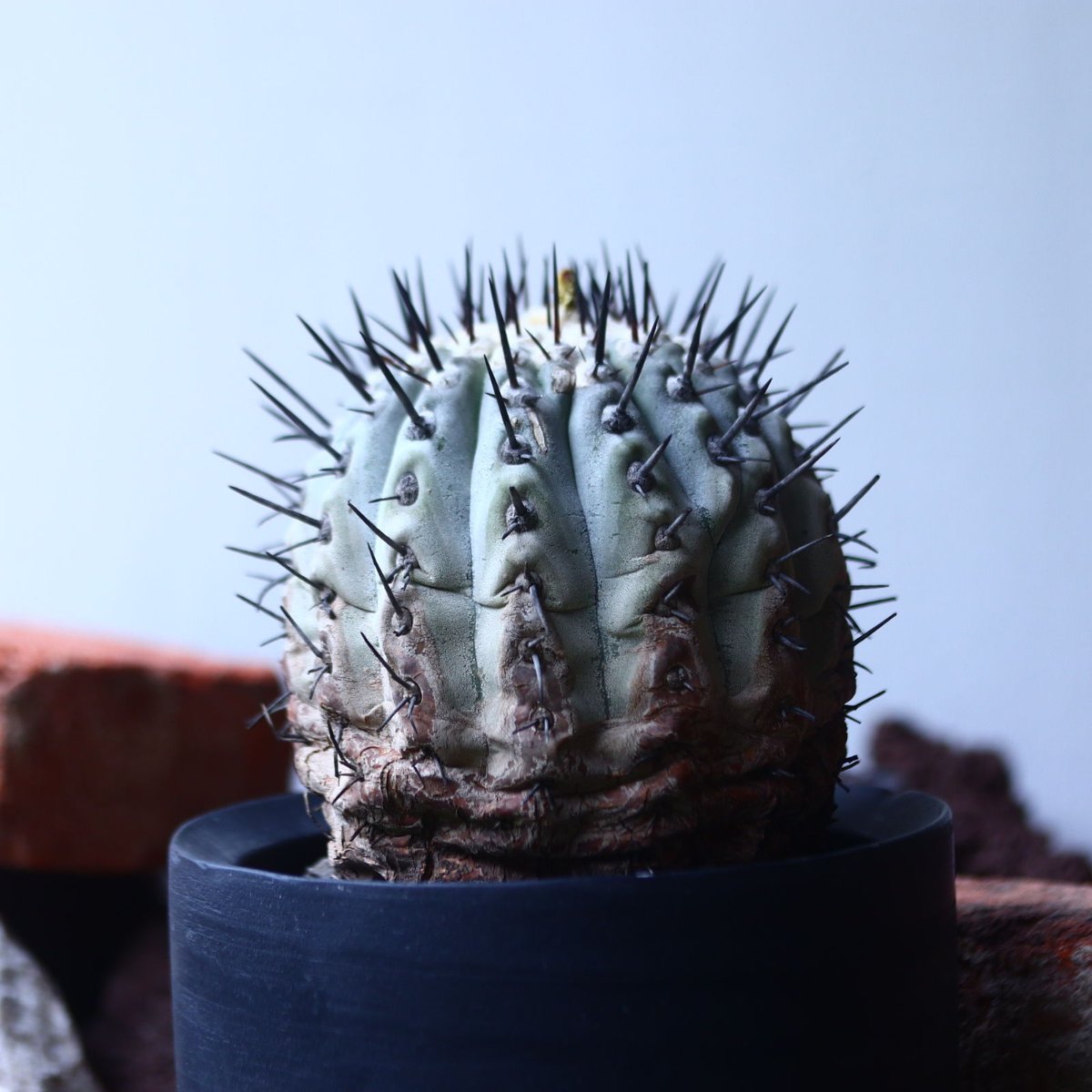 コピアポア 黒王丸 Copiapoa cinerea no.42673 | 芽の巣山