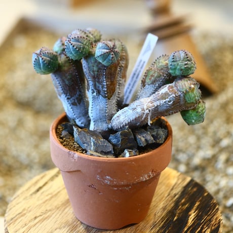Euphorbia obesa  hyb.× YAMABACHI    no.123132