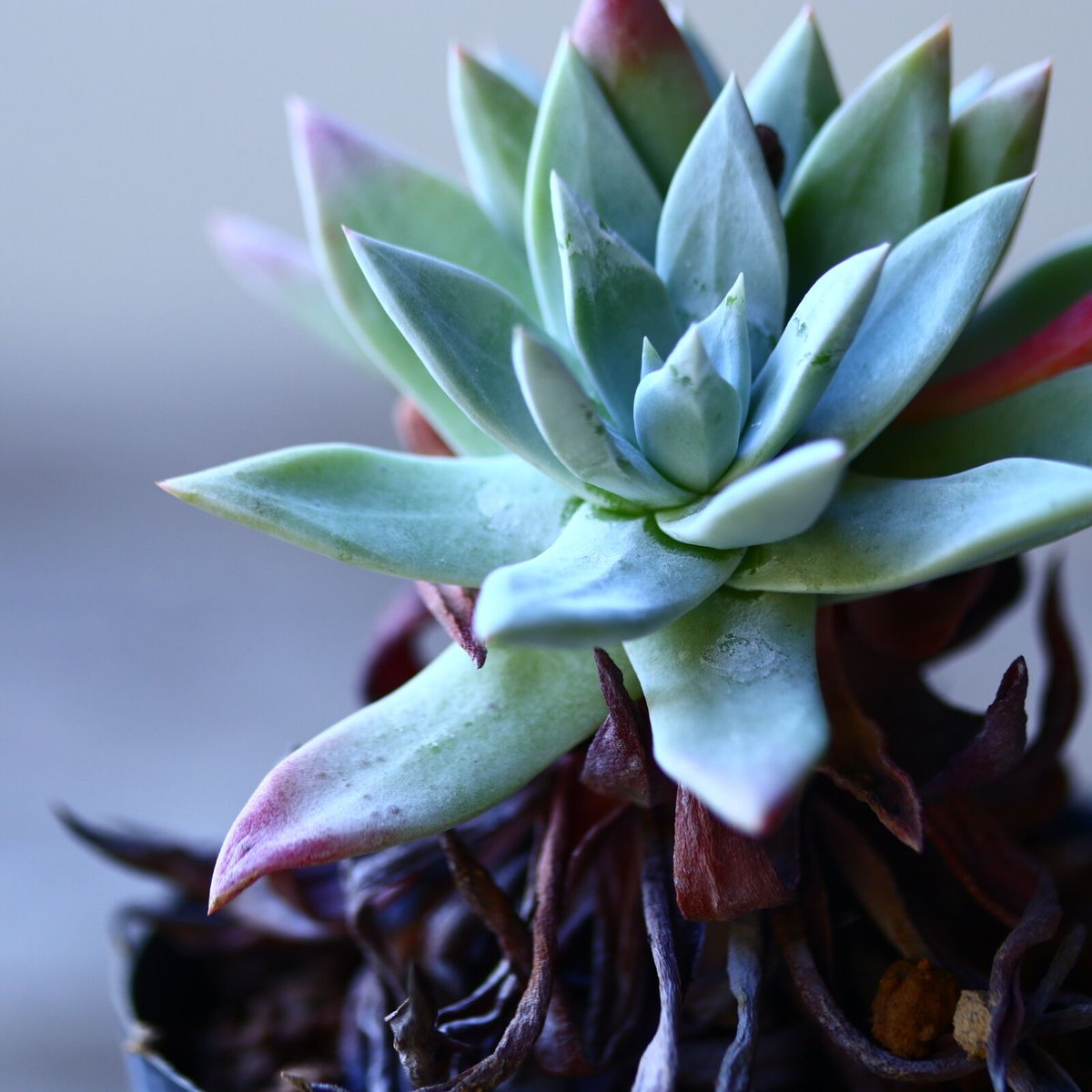り*ん様 ダドレア　ブリトニー ダドレア ブリトニー Dudleya brittonii no.110804 | 芽の巣山