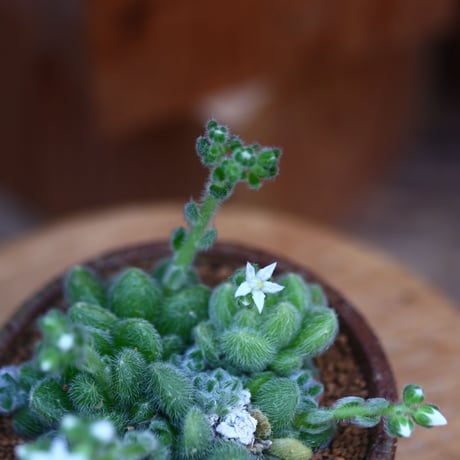 セダム  モシニアナム (新ヒントニー)／Sedum mocinianum   no.30633