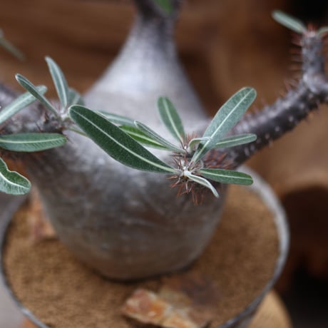 パキポディウム カクチペス / Pachypodium rosulatum var. cactipes / 発根済み   no.30501