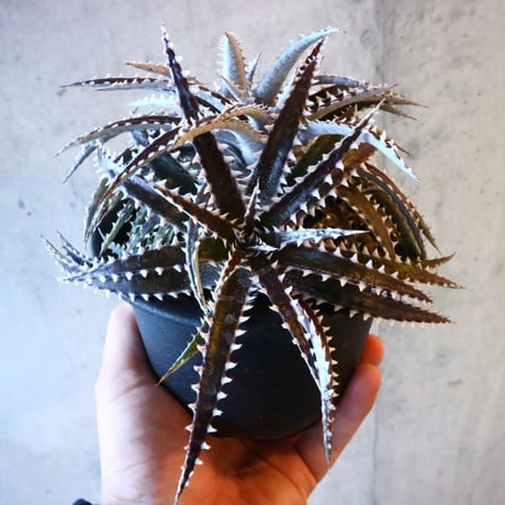 Dyckia (Arizona × choristaminea) × (Brittle Star × Bill paylen) Bill Baker hybrid     014