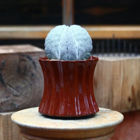アストロフィツム  恩塚ランポー玉 ／Astrophytum myriostigma cv.　no.80719