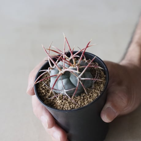 Thelocactus hexaedrophorus v. fossulatus / 緋冠竜 (2.5号鉢)  no.913/37