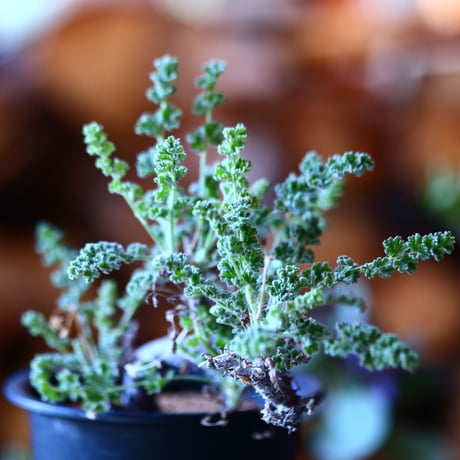 ペラルゴニム   アルテルナンス  Pelargonium alternans    no.111501①