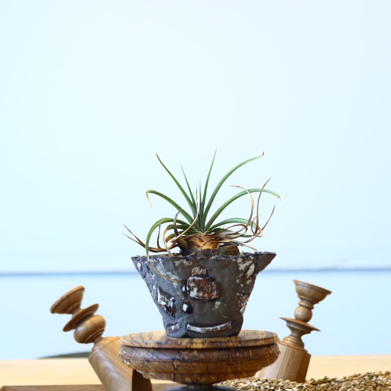 ディッキア エステベシー × dyckia estevesii no.73043 | 芽の巣山