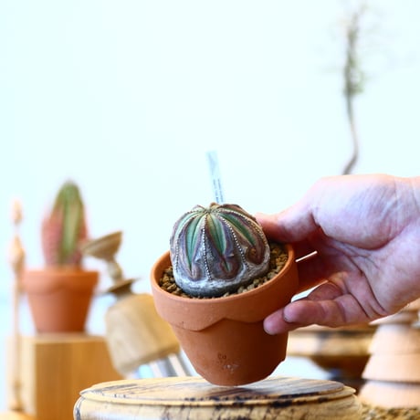 YAMABACHI × Euphorbia obesa    no.91003