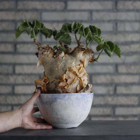 Cyphostemma uter var. macropus  × Shin Tabata (6.5号)  no.713-23