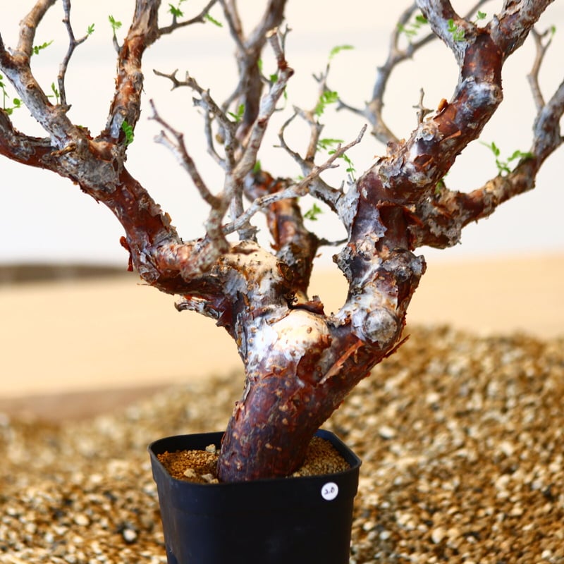 コミフォラ モンストローサ / Commiphora monstrosa no.41620
