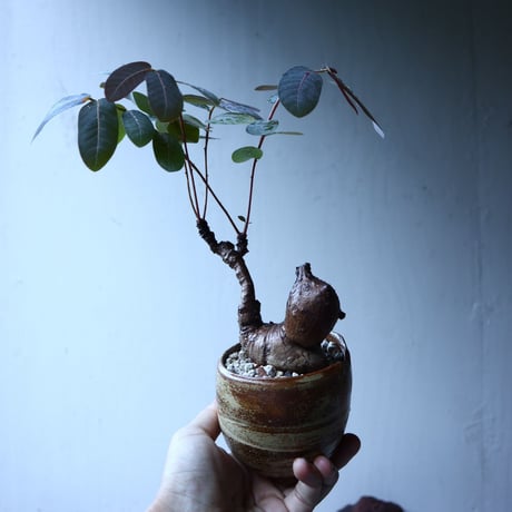 フィランサス   ミラビリス   Phyllanthus mirabilis  no.91501