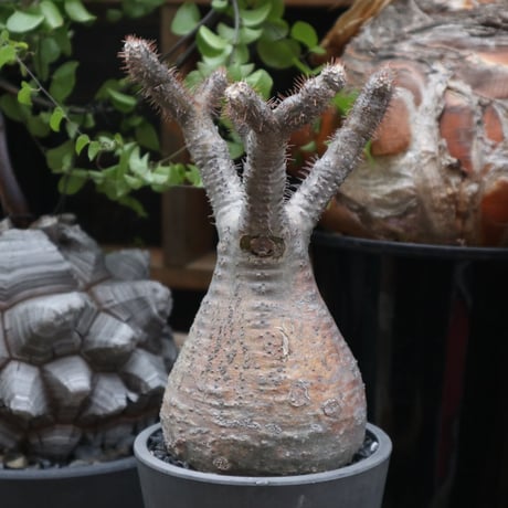 パキポディウム  グラキリス／Pachypodium  gracilius    no.11510