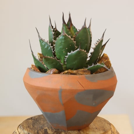 Agave horrida × N/OH   no.920-29