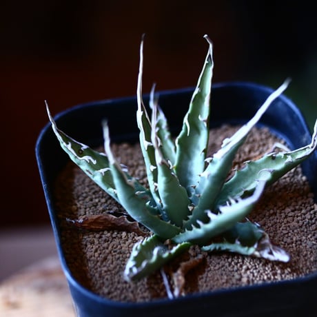 アガベ  ユタエンシス    エボリスピナ  Agave uthaensis var. eborispina  no111575②