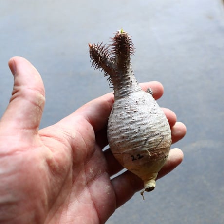 パキポディウム グラキリス 抜苗  Pachypodium rosulatum var. gracilius no.92922