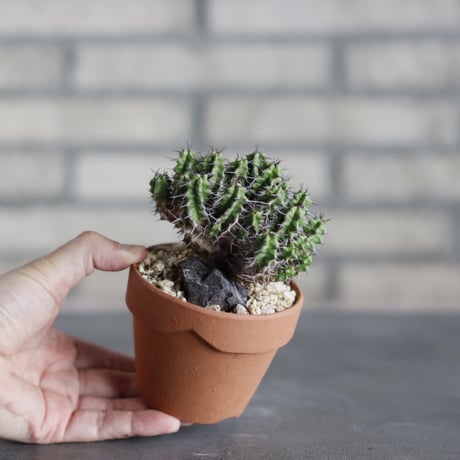 Euphorbia mitriformis / Somalia / T.W. × YAMABACHI (3号) no.524/29