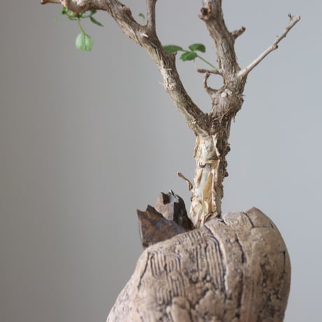 Bursera fagaroides × Haruki Kanai   no.51237