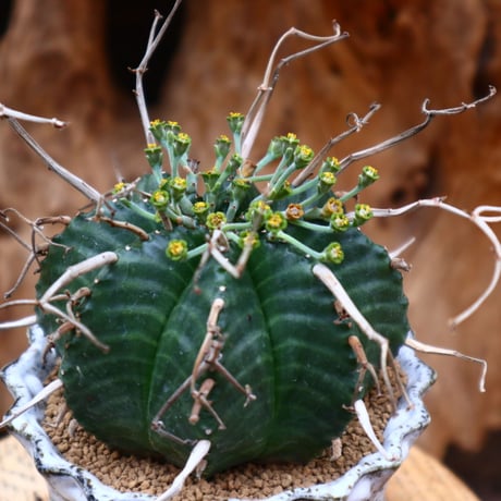 ユーフォルビア バリダ / Euphorbia valida   no.31222