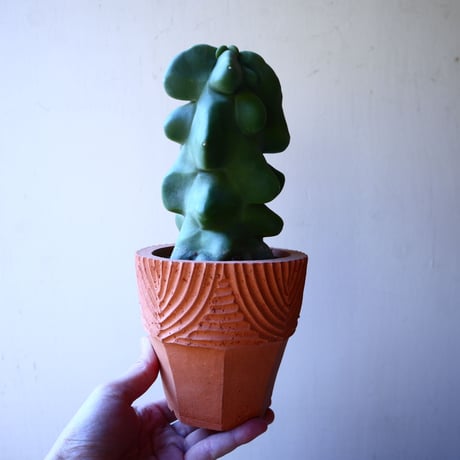 ロフォケレウス  福禄寿   Lophocereus schottii   no.11226