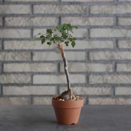Bursera fagaroides × YAMABACHI (3号)  no.621/26