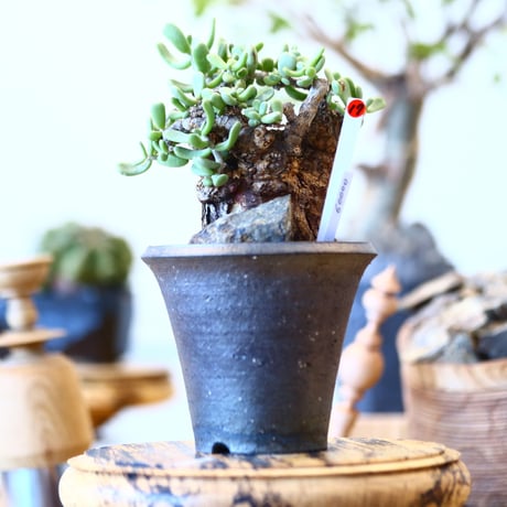 Ceraria pygmaea × N/OH     no91717