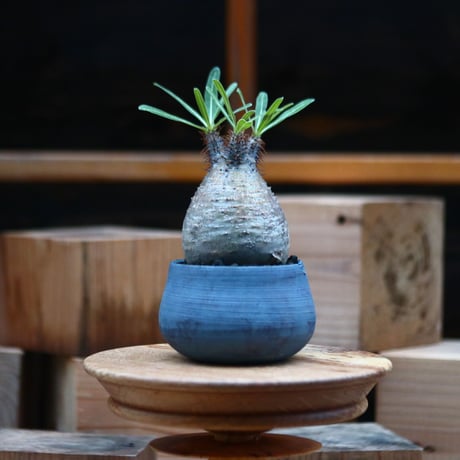 パキポディウム  グラキリス ／Pachypodium  gracilius     no.102465