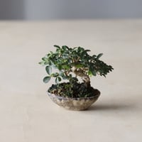 イボタ / twinz bonsai (2.5号)  no.913/75